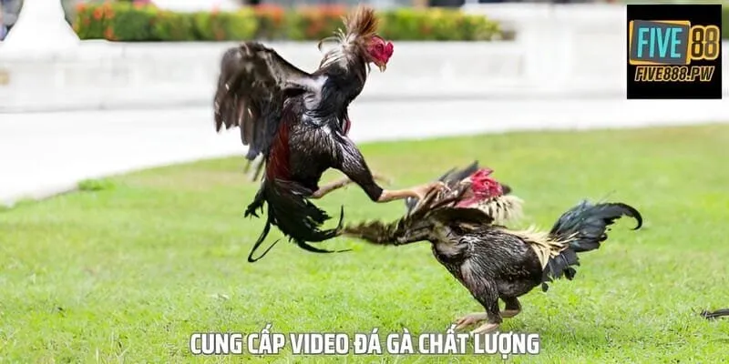 Đá gà Five88 cung cấp chất lượng video chuẩn Full HD