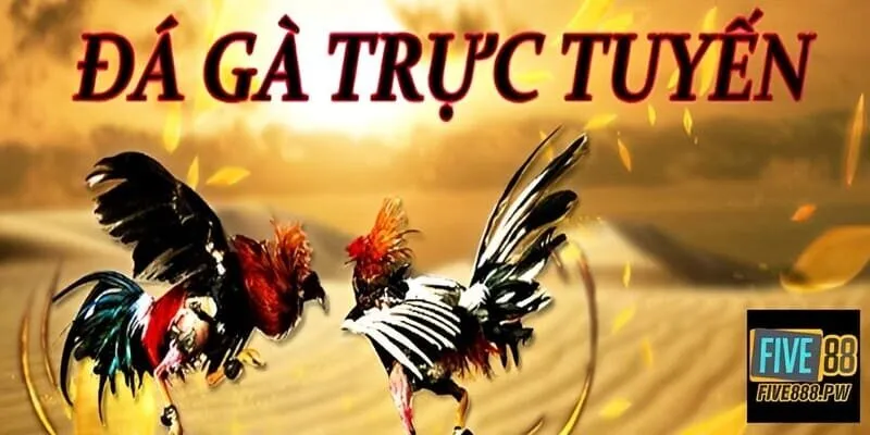 Giới thiệu sân chơi đá gà đẳng cấp nhất