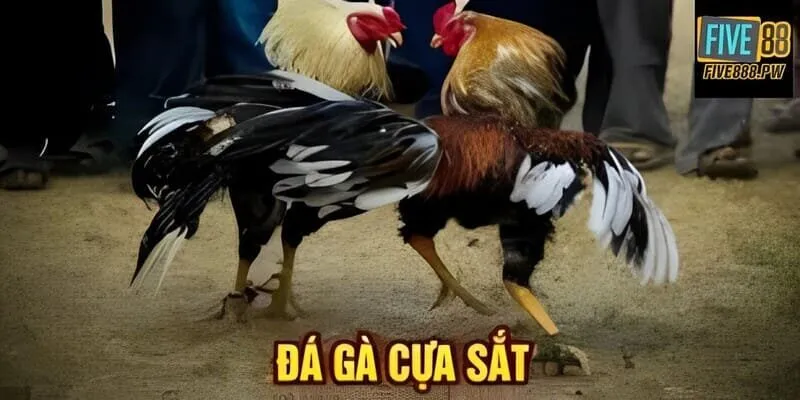 Đá gà Five88 - Hình thức tranh tài cựa sắt lôi cuốn