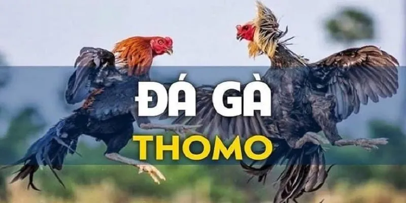 Quy trình tham gia chi tiết