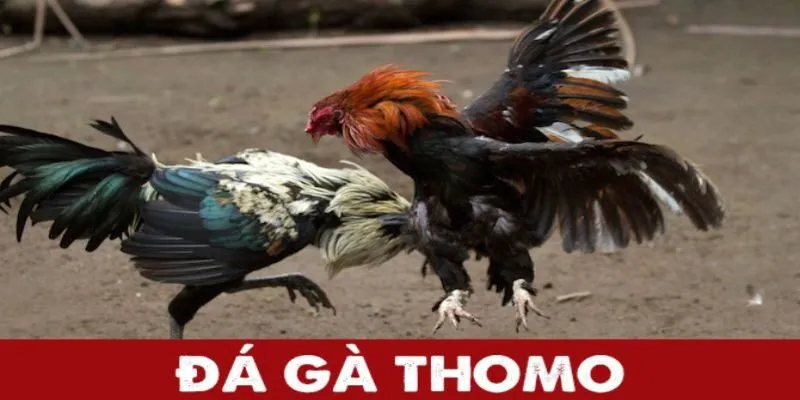Vài nét thông tin về Đá gà Thomo